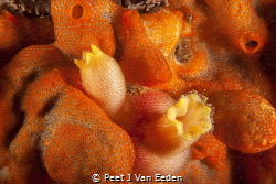 Shades of Orange
Ascidian amongst sponge by Peet J Van Eeden 